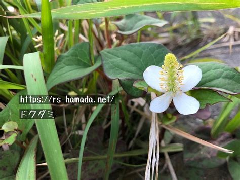 陽樹種類|陽生植物(ヨウセイショクブツ)とは？ 意味や使い方